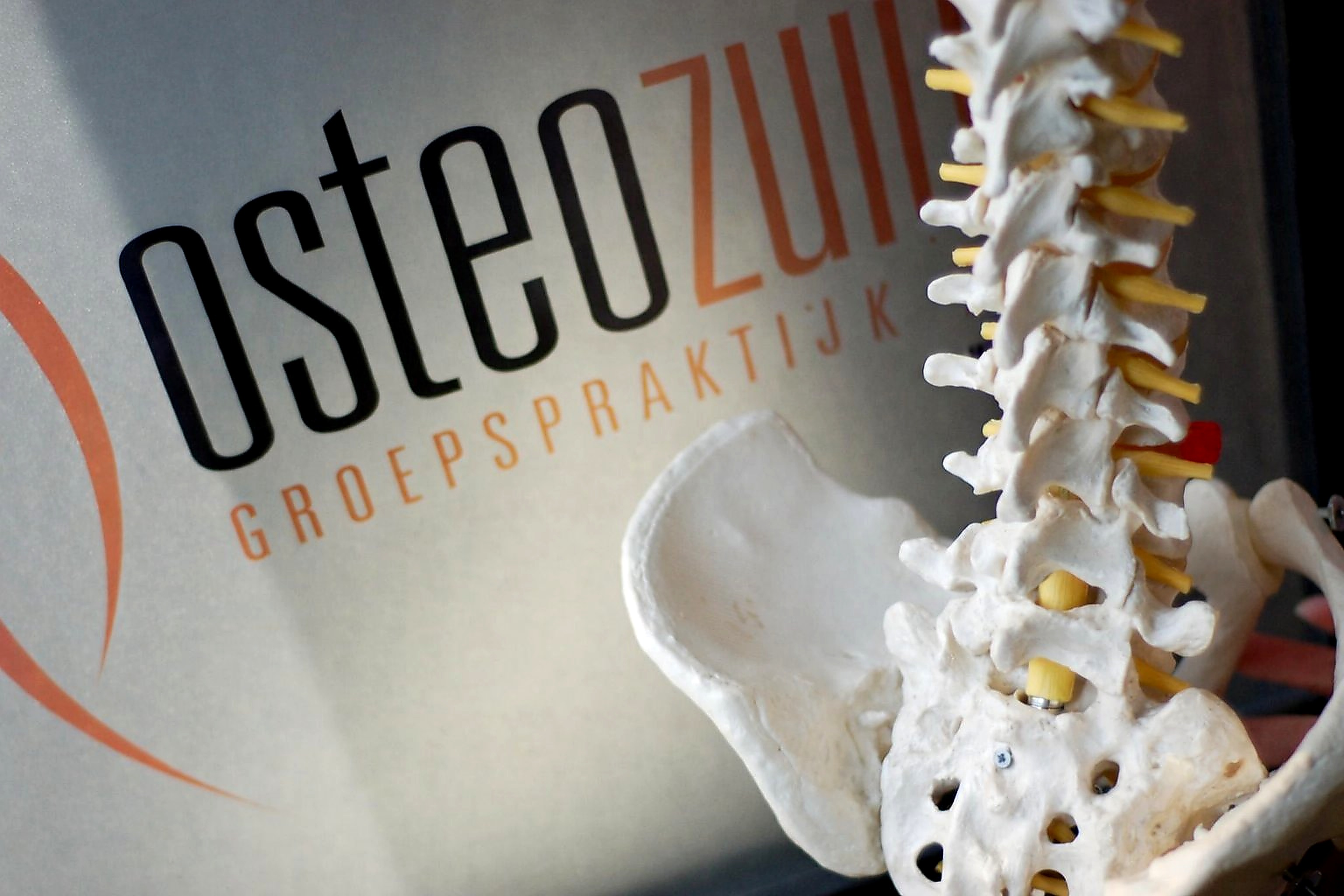 Wervelkolom model Osteozuid groepspraktijk Antwerpen